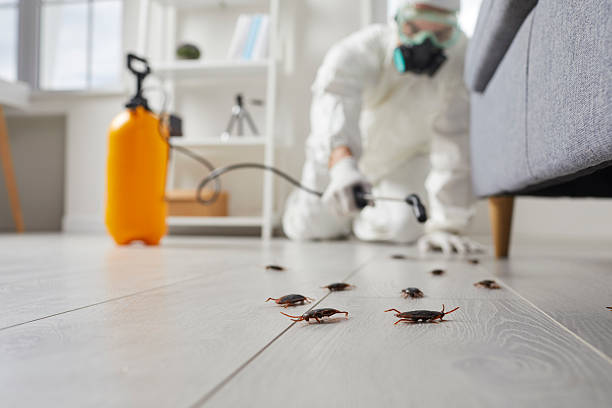 Post-Treatment Bed Bug Interceptor Monitoring in Fords